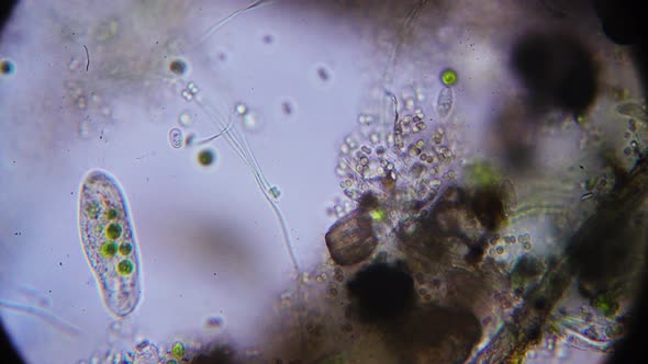 infusoria. simple organisms shot under a microscope