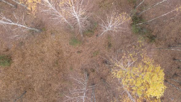 Forest with Trees in the Fall