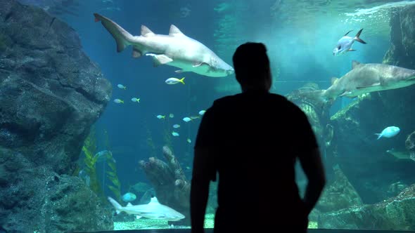 Large Aquarium in Bangkok