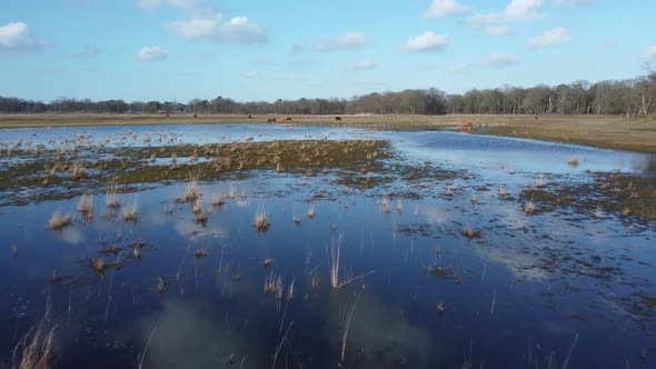 Lake Wasmeer in Hilversum and Laren, the Netherlands, Aerial flying towards the Aurochs