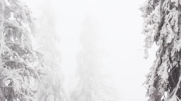 Winter Trees Under Snow