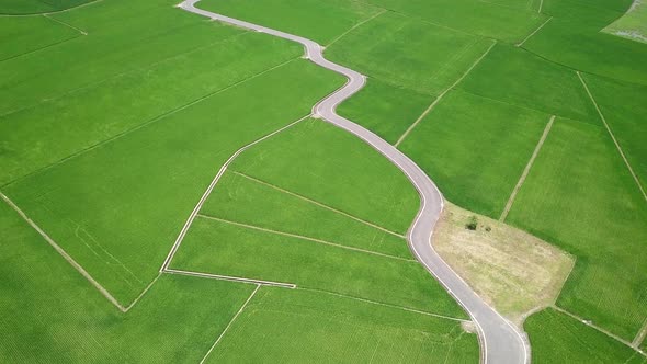 Drone fly over rice field