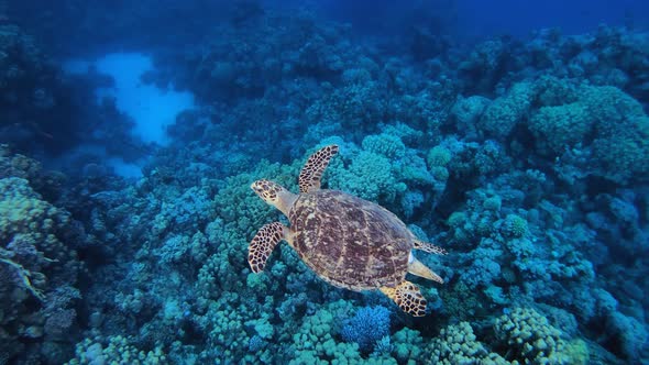 Underwater Reef Sea Turtle