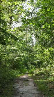 Vertical Video of Summer Forest By Day