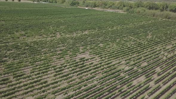 Aerial view vineyards agriculture field summer season harvest nature rural landscape Mainz Germany