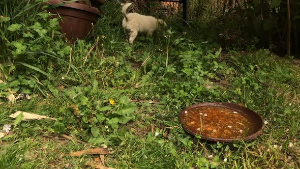 Close-up of  little  dog outdoor scene slow motion 1920X1080 HD footage - White puppy  drinks water 