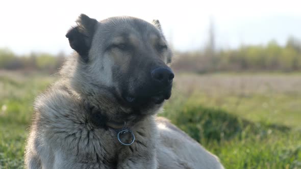 Dog Waiting for A Flock of Sheep