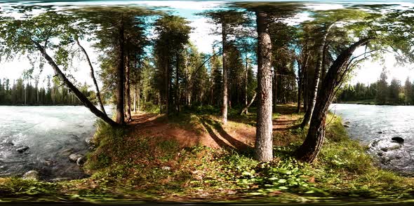 360 VR Virtual Reality of a Wild Forest. Pine Forest, Small Fast, Cold Mountain River. National Park