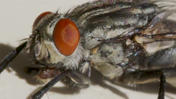 Macro Shooting. Fly on a White Background Close-up.