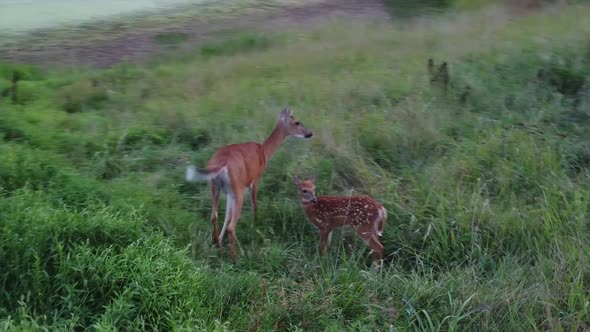 Deer walking out in high grass in nature near forest