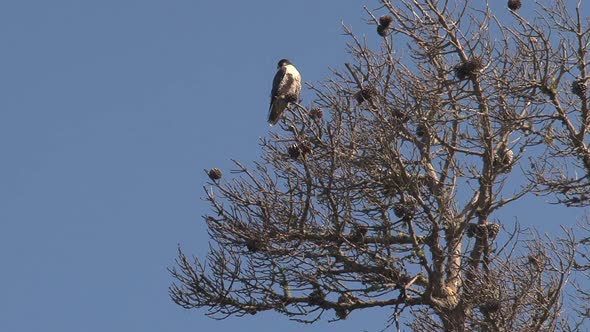 Falcon bird in tree at the West Coast of California