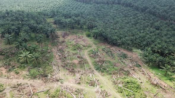 Excavator clear the oil palm plantation