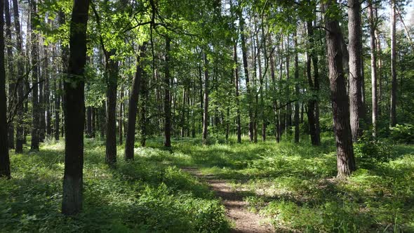 Trees in the Forest By Summer Day