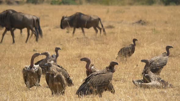 Gnus passing by vultures