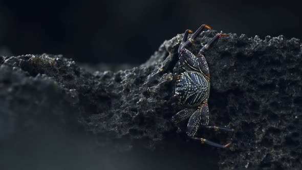 Colorful crab on a dark rock in Watamu Beach, Kenya, Africa