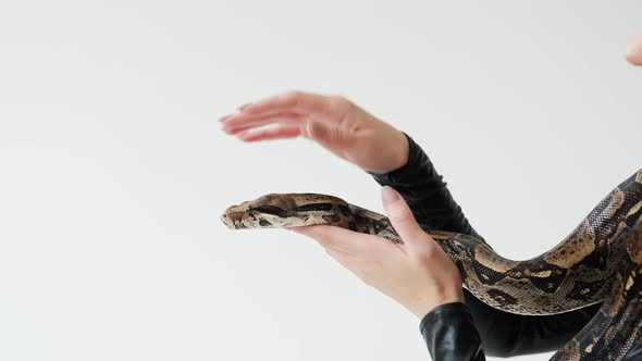 Close Up Shot of the Snake's Head on a Woman's Hands