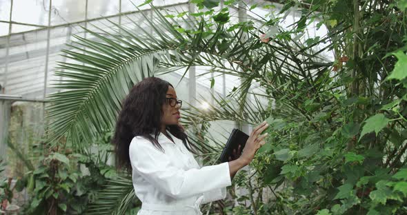 Zoom Out View of a Black African Female Farmer in White Coat Holding a Digital