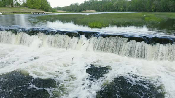 Spawning Chinook Salmon Fish Jumping up a Waterfall