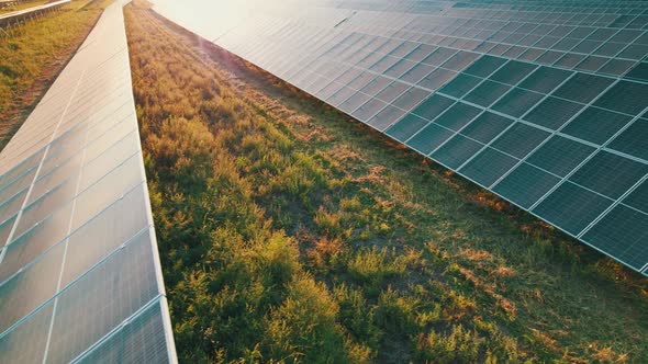 Aerial View of Solar Farm on the Green Field at Sunset Time Solar Panels in Row