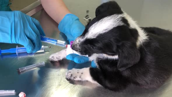 Veterinarian Gives an Injection to a Little Black and White Dog Close Up