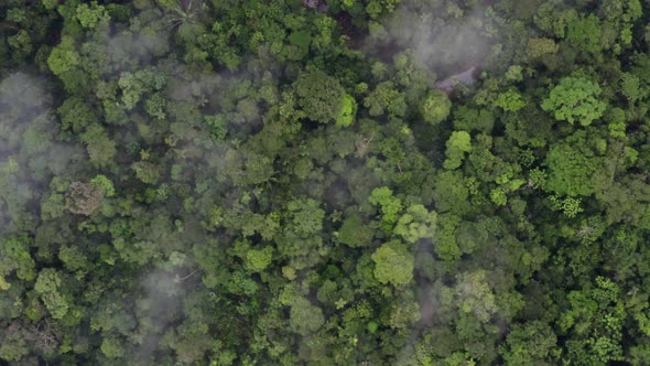 Aerial top view of a tropical forest canopy, a wide shot showing the many trees