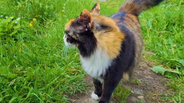 Fluffy Domestic Cat Walking on Green Grass in the Summer