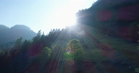 Moving Side to Pine Woods Forest and Mountain Valley with Sun Flare in Summer Day