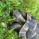 Vertical Video Greek Tortoise Slowly Feeding on Green Grass - VideoHive Item for Sale
