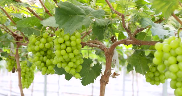 Green grape farm garden