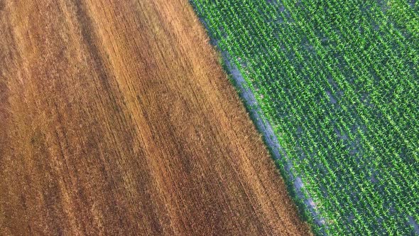 Aerial View of Agricultural Crops in the Fields