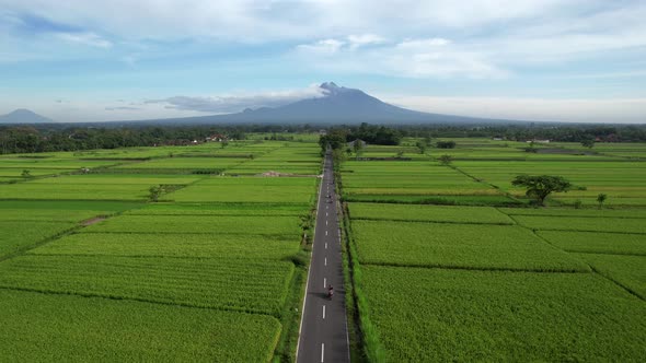 Rice field with Merapi Mt view