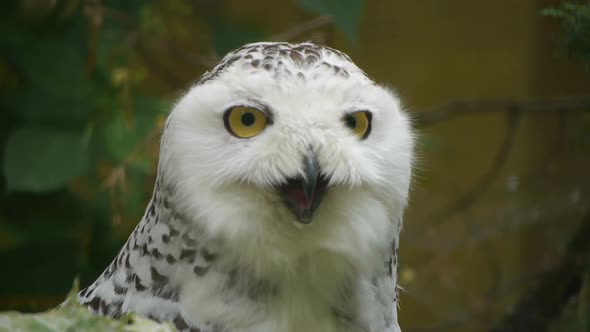 HD - Snowy Owl