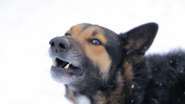 Evil dogBarking Enraged Angry Dog Outdoors
