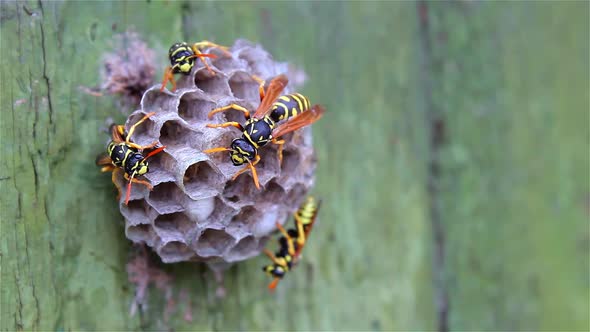 The wasp family sees on its paper nest where larvae are grown and fed. Biting insects, wildlife