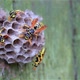 The wasp family sees on its paper nest where larvae are grown and fed. Biting insects, wildlife - VideoHive Item for Sale