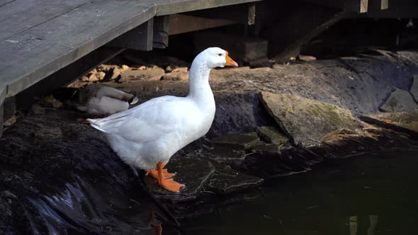 Close-up of a domestic goose drinking water from a pond.