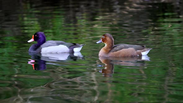 A pair of Rosy-Billed Pochard swimming together on the water