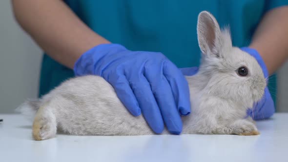 Vet Hand Stroking Fluffy Rabbit