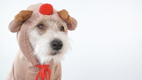 Portrait of the head of a Jack Russell Terrier in a deer costume with horns