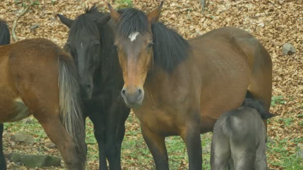 Mare Nursing Foal In Woods