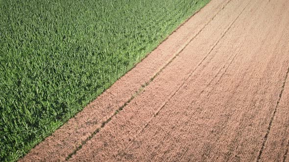 Cultivated agronomy fields at sunny spring day