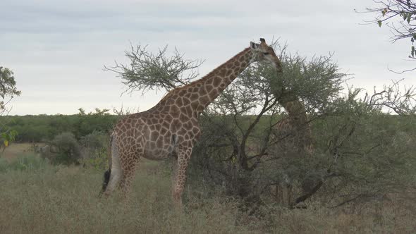 Giraffe (Giraffa giraffa giraffa) eating from top of a tree