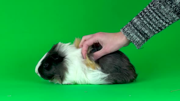 Fluffy Sheltie Guinea Pig at Green Background in Studio. Slow Motion.