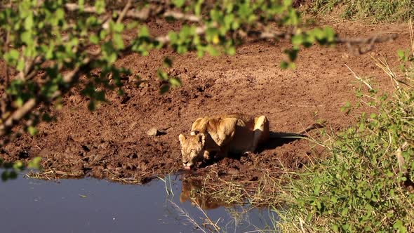 A Lioness Drinks from a Watering Hole in the Serengeti While Carefully Keeping Watch