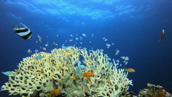 Blue-Green Fish and Tropical Blue Water