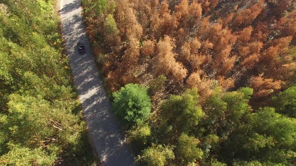 Traveling By Convertible Car Through the Forest