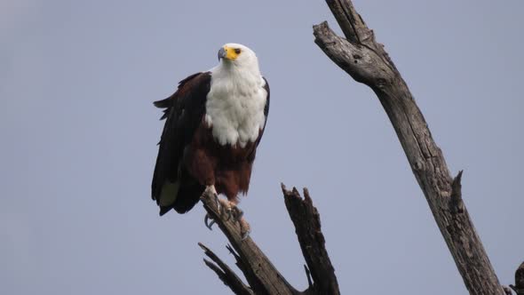 African fish eagle on a branch pooping