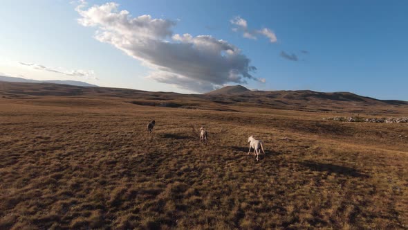 Aerial FPV Drone Shot of a Chasing and Flying Close Around Herd of Wild Horses Running on a Field at