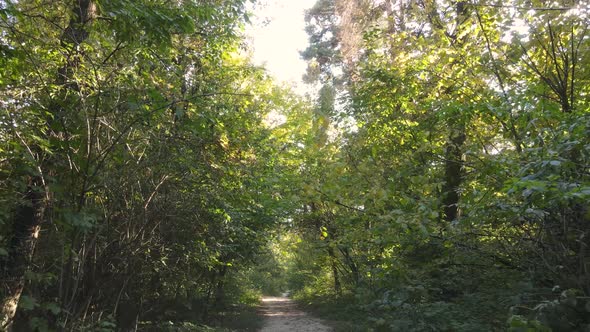 Forest with Trees in the Fall During the Day