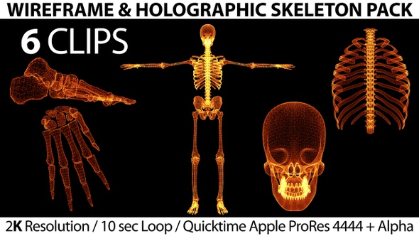 Wireframe Holographic Human Skeletal Pack